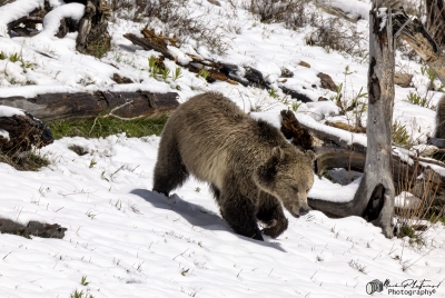 Grizzly Snow YNP May 2025